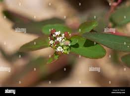 Image result for Euphorbia hyssopifolia