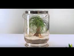 Diy Deco Fabriquer Un Terrarium Beaucarnea Jardinerie Truffaut Tv Jardinerie Truffaut Terrarium Jardinerie
