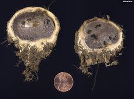 Image result for Scleroderma polyrhizon