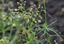 Image result for Spergula