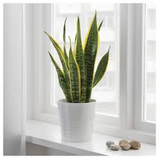 Sansevieria Trifasciata Pflanze Bogenhanf Ikea Osterreich Mit Bildern Sansevieria Trifasciata Bogenhanf Pflanzen