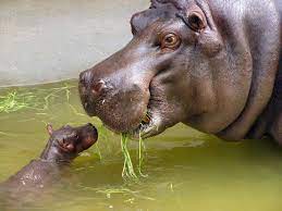 Petit hippopotame