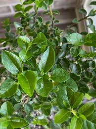 Image result for Premna senensis