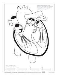 Free printable polygon human heart coloring page (pdf format) to download and print. Ask A Biologist Human Heart Coloring Worksheet