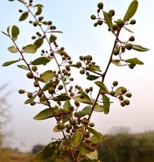 Image result for Gymnosporia matoboensis