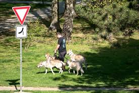14 Dog Walker Skills Become Hire A Dog Walker Fairmount Pet Service