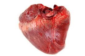 Large size for a great dissection. 1 868 Pig Heart Photos Free Royalty Free Stock Photos From Dreamstime