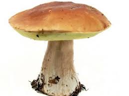 We did not find results for: Funghi Porcini Boletus Edulis Descrizione E Usi Alimentipedia It