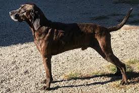 Plott Hound Dog Breed Information