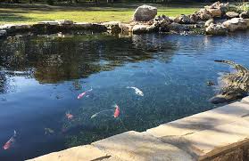 The practice of keeping koi often revolves around finishing a koi at the right time. Keys To Keeping A Clean Pond Floor Pond Trade Magazine