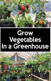 Heating. if you live in a cold climate you may need to insulate your greenhouse to help keep your plants toasty warm. Growing Vegetables In Greenhouse Growing Vegetables Greenhouse Gardening Greenhouse Growing