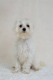 It's believed that this breed was originally used for rodent control. Maltese Dog For Adoption In Weston Fl Adn 417077 On Puppyfinder Com Gender Male Age Young Dog Adoption Maltese Dogs Kitten Adoption