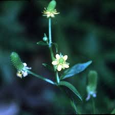 Image result for Ranunculus sceleratus