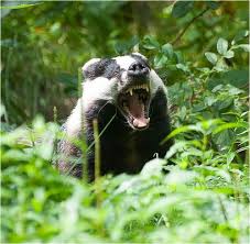Dachs Meles Meles Foto Fuchs Saugetiere Seltene Tiere