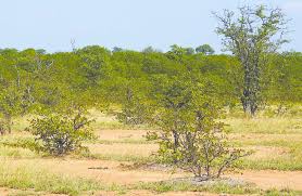 Image result for Selaginella nivea