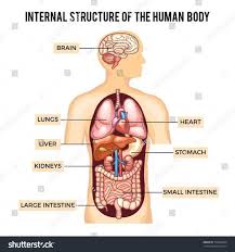 The abdominal cavity is a large cavity found in the torso of mammals between the thoracic cavity abdominal cavity organs. Human Anatomy Picture Organs Anatomi Manusia Tubuh Manusia Kedokteran