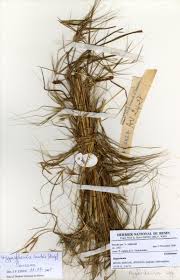 Image result for Isachne kiyalaensis