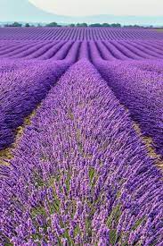Pin By Cheryl Lafrance On Lavender Lavender Fields France Lavender Garden Purple Flowers