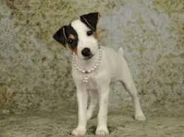 Delightful female jack russell terrier dog names desiree destiny diva duece dawn The Most Popular Names For Jack Russell Terriers