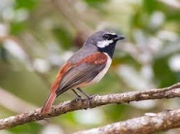 Image result for Vangueria esculenta