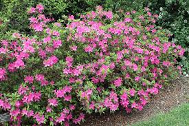 How to properly prune azaleas and rhododendrons. Is Improper Pruning Responsible For Non Blooming Azalea Ask An Expert Oregonlive Com