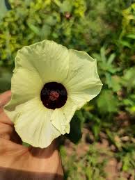 Image result for Hibiscus diversifolius