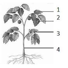 Keanekaragaman dalam masyarakat menjadi tantangan tersendiri, apalagi jika tumbuhnya perasaan kedaerahan dan kesukuan yang berlebihan bisa saja mengancam keutuhan bangsa dan. 35 Soal Pat Ipa Smp Kelas 7 Dan Jawaban Th 2021 Soalbagus Com