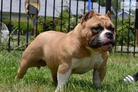 Lancaster puppies advertises puppies for sale in pa, as well as ohio, indiana, new york and other states. Best Names For American Bully Dogs Over 200 To Choose From