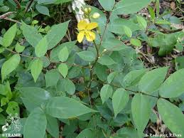 Image result for Senna occidentalis