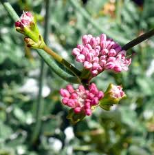 Image result for Eriospermum roseum