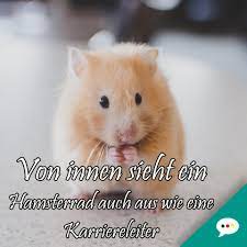 Neue lustige bilder zum totlachen. Spruchbilder Zum Totlachen Deutsche Spruche Xxl