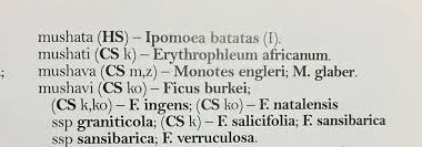 Image result for Monotes engleri