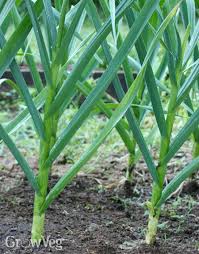 Maybe you would like to learn more about one of these? 6 Top Tips For Growing Garlic