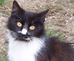 hsus gives tips on what to do if you find a stray pet animals animal shelter pets