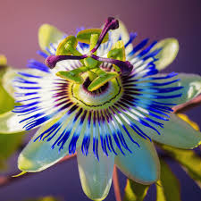 Image result for Passiflora caerulea