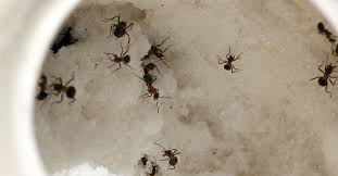 You should never attempt to eliminate fire ants on your own. Do It Yourself Sugar Ant Treatment That Works New Leaf Pest Control