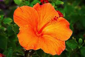 Uncommon Orange Hibiscus Hawaii Flowers Hibiscus Flower Tattoos Flora Flowers