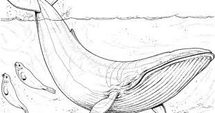 Blue Whale Coloring Page Super Coloring Whale Coloring Pages Whale Drawing Blue Whale Drawing