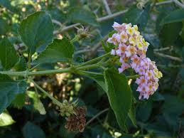 Image result for Lantana moldenkei