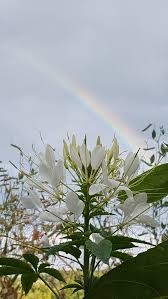 Gartenfreund Natur Bluten Regenbogen Spinnenblume Gartenfreundin Garten Spinnenblume Regenbogen Bilder