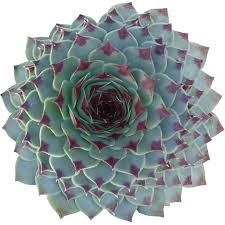 Check spelling or type a new query. Sempervivum Calcareum Rosettes Succulent Succulent Home Decor Ideas Succulents Box