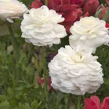 Allium Ampeloprasum Ranunculus Flowers Easy To Grow Bulbs Carlsbad Flower Fields