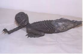 Image result for real mermaid