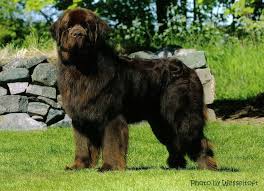 For the best experience, we recommend you upgrade to the latest version of chrome or safari. Newfoundland Dog Price Cost Range Where To Buy Newfie Puppies