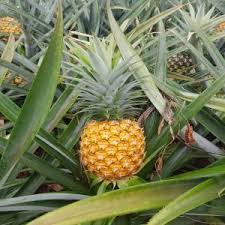 Ananas Frais Du Benin Livraisons Directes Vers Les Pays De L Est Meilleurs Tarifs Du Marche Conditionnement Garanti Sur Palette Jusqu A 10 Tonnes Semaine Benin Producteur Recherche De Client Espaceagro