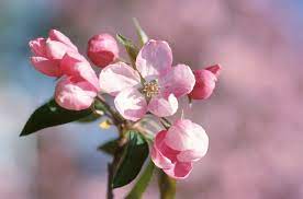 The Kinds Of Apple Trees With Pink Flowers