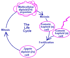 You compare the number of sets of chromosomes and their linkage. Is A Hen S Egg Haploid Or Diploid Quora