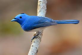 Image result for Hypoxis monanthos