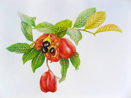 نتیجه جستجوی لغت [ackee] در گوگل