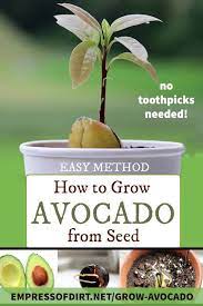 Forget The Toothpicks This Is The Easy Way To Grow Avocado From Seed Video Video Avocado Plant From Seed Growing An Avocado Tree Grow Avocado